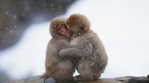 Monkeys-embrace-heating-in-the-cold-winter_1920x1080
